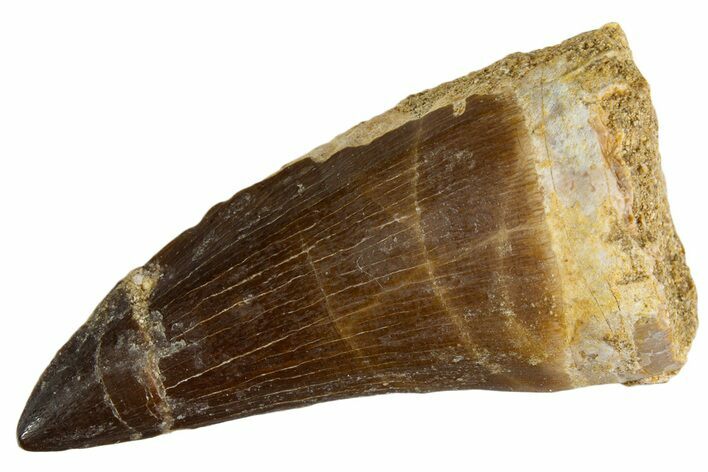 Fossil Mosasaur (Mosasaurus) Tooth - Morocco #345111